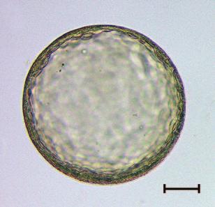 Larviculture Embryonic development of Stichopus sp. is shown in Figure 4 and Table 2.