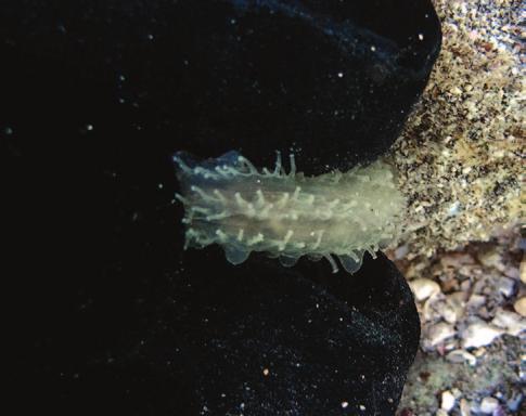 We report here on a recent observation, with photos (Fig. 1), of an unidentified stichopodid species from La Réunion fringing reef.