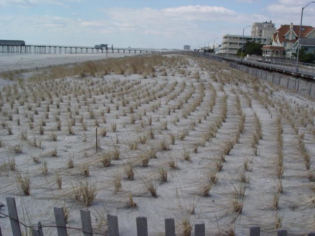 Figure 218. The Dorset Avenue site in Ventnor City received a new dune, plants and a much wider beach in 2004 as part of the federal project.