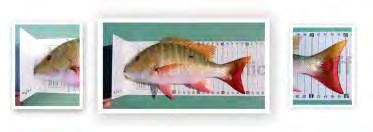 PGFC s mostly tag and release fishing suits perfectly this type of record and as the new category is in its infant stages provides our members the opportunity to achieve world records for some of the
