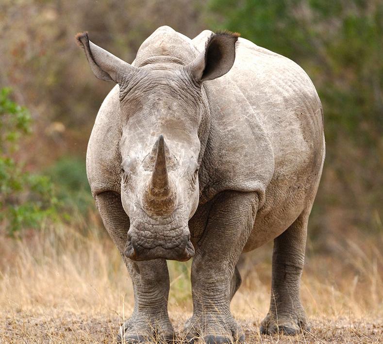 ANIMAL NEWS rhino killed A rare white rhino has been shot and killed by poachers in a zoo in France. Vince, a four-year-old rhino, was found dead by his keepers last Tuesday morning.