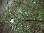 PAGE 2 Help Is Here for the Hemlocks The Hemlocks in east Tennessee are being threatened by a spreading infestation of the Hemlock woolly adelgid (HWA), an invasive insect native to Asia with no