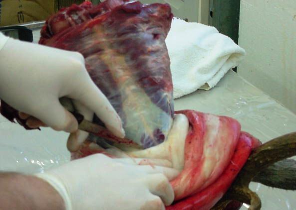 Usually deer are brought in with a lot of neck meat in which we do not need this must be trimmed back in order to keep the Y incision short you will see this later.