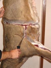 Make an incision behind the front legs and around the