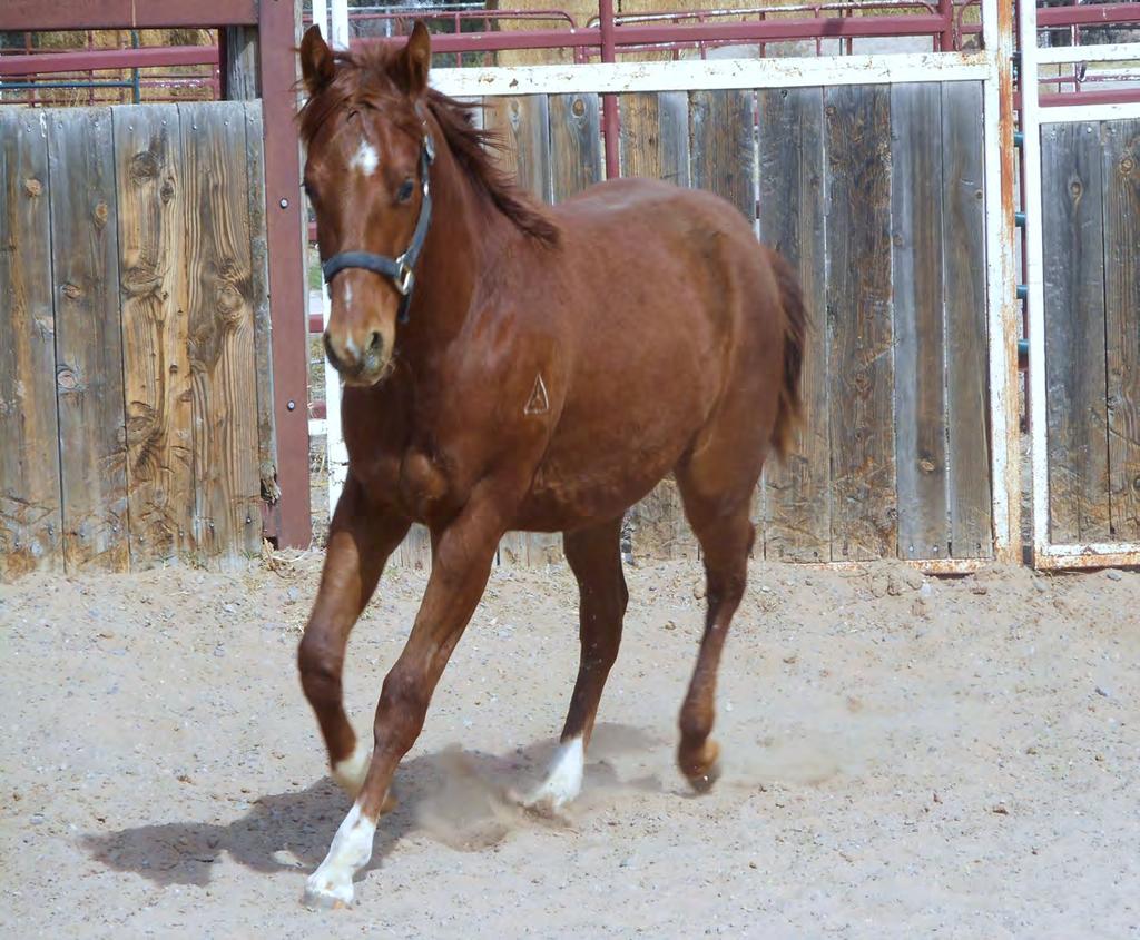 NMSU Annual Horse Sale and Open House April 27, 2019 Open House begins at 10 am Lunch Provided by Horse N