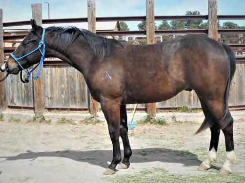 He has a great start under saddle and is ready for a job! He s got a great mind and is willing to please.