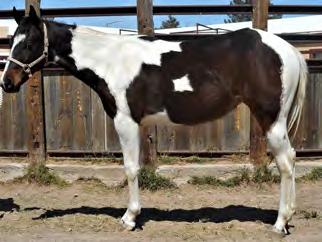 personality. She works well in the round pen and has a lot of natural ability. She will make an excellent futurity prospect. Bred to do whatever you want to do, and has a lot of color to go with it.