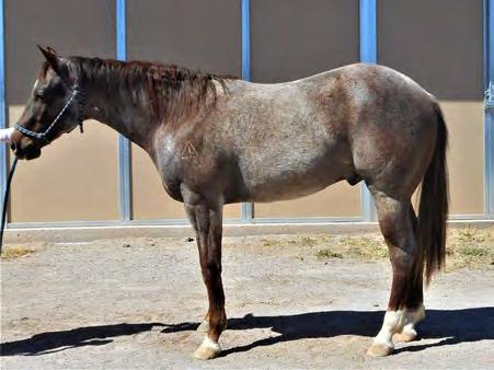 He s a looker, good enough to go into the show pen as an all around horse. He is riding around gentle and is very willing. This colt should have some size, and he definitely has the looks.