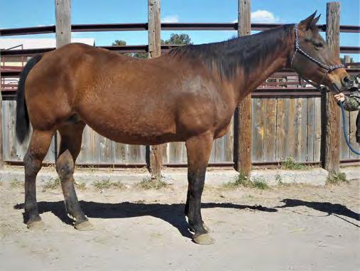 She has produced offspring that have won in the rodeo arena, team roping, and even a couple of reined cowhorses. This mare has a lot of size and bone.