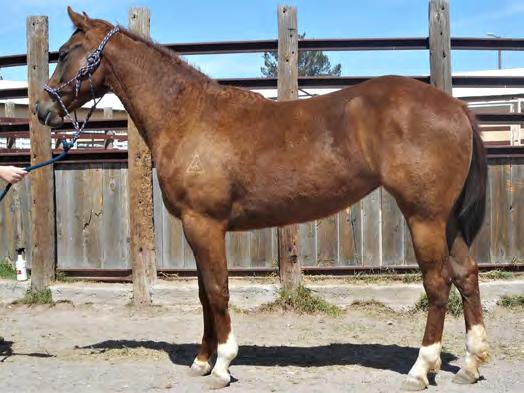 This well mannered filly is ready for anything. She is a quick learner, and is started well under saddle. She has a great stop, and a lot of speed.