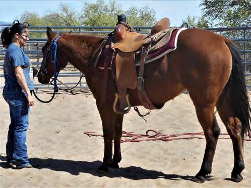 She is on the small side, but is very athletic, and gentle. She has all the groundwork done on her, and will be ridden by sale day.