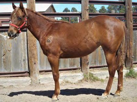 Would make an excellent 4H futurity project. She is bred to make an awesome Reining horse, and has the athletic ability to do whatever you choose.