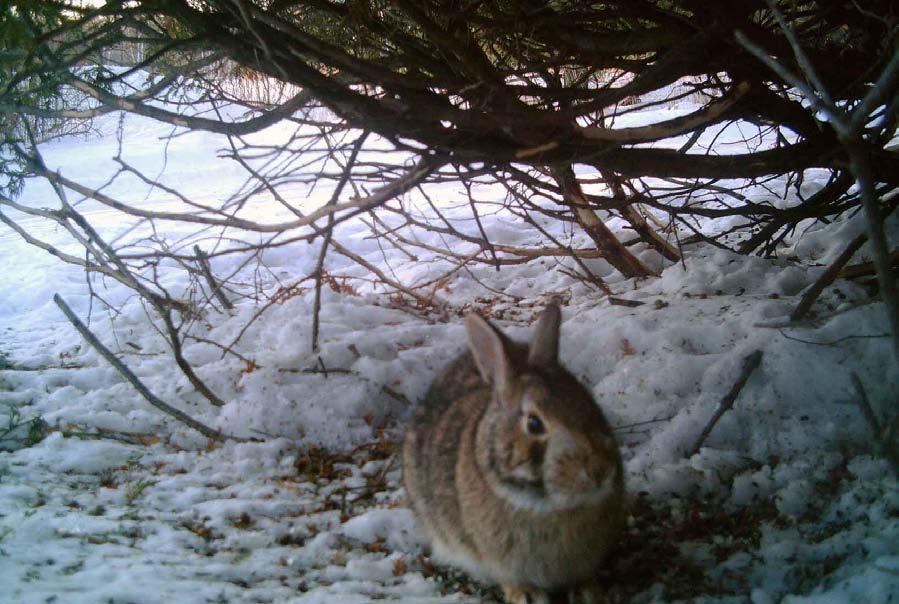 Rabbit That Has Gnawed Bark of Cedars During the Night Who is Out at Night in the Kuse Nature Preserve, a Nearby Woods or Maybe in Your Backyard? A nature preserve is not like a zoo.