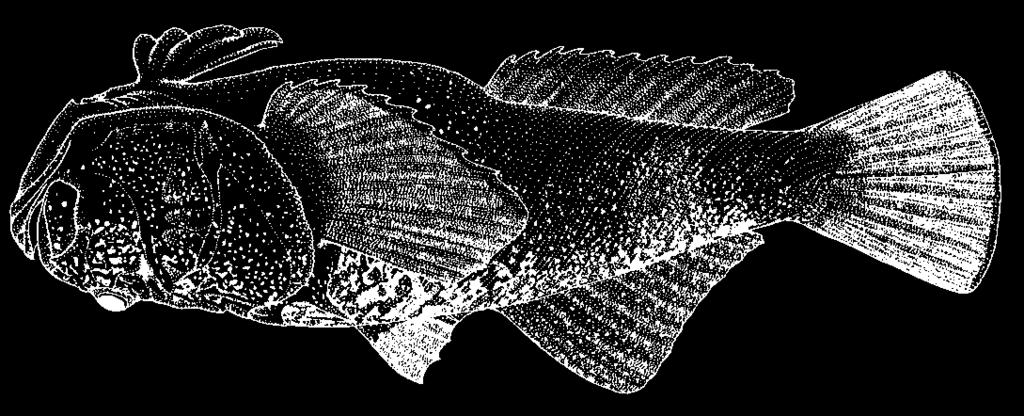 3530 Bony Fishes Uranoscopus sp. 3 En - Orangetail stargazer. Maximum total length 27 cm.