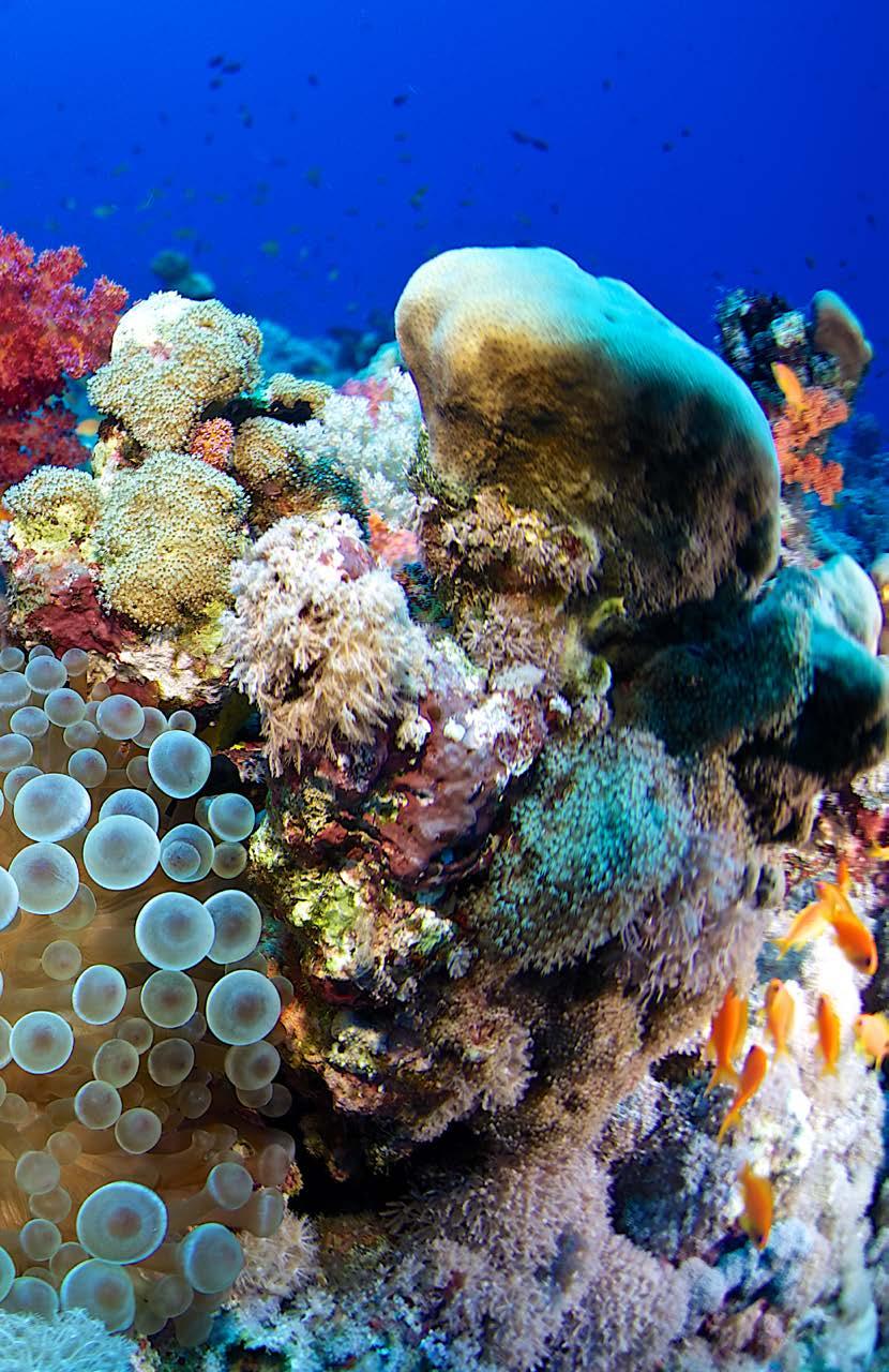 Coral Reefs A Reading A Z Level U Leveled