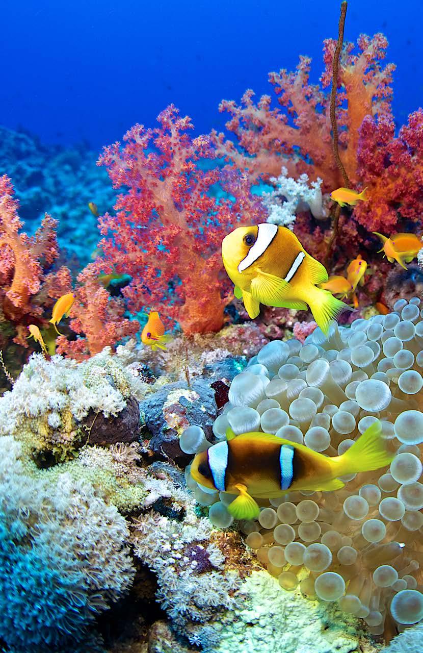Art Draw or paint a picture of a coral reef.