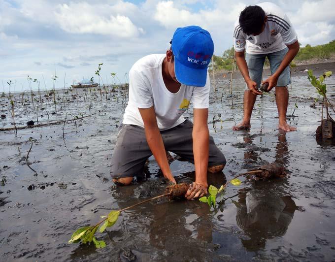 Indonesian people plant mangrove trees to help protect nearby coral reefs. bleaching (n.) carbon dioxide (n.) coral reefs (n.) dissolve (v.) ecosystem (n.