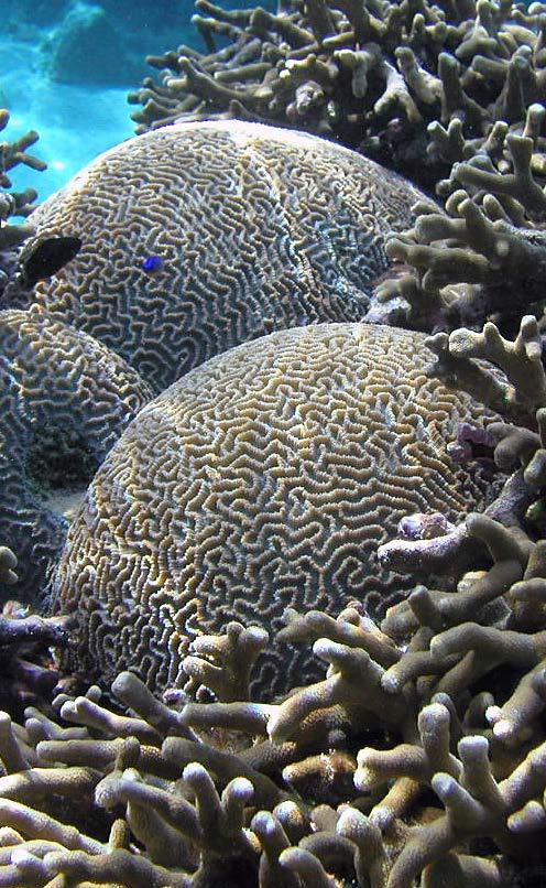 Coral Reefs bleaching carbon dioxide coral reefs dissolve ecosystem erosion Words to Know flexible fragile resilient skeletons tropical tsunami Title page: Brain corals are stony corals that look