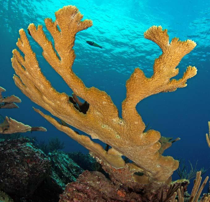 Hundreds of kinds of coral live in the ocean. Most belong to one of two types.