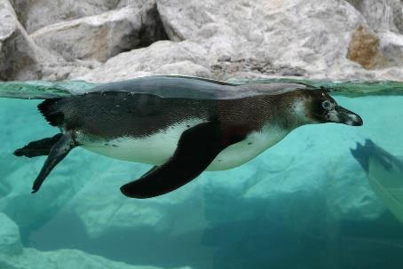 A penguin swims through icy cold waters. It has special tightly packed feathers that are layered like shingles on a roof. These feathers keep out cold water and keep in the penguin s body heat.