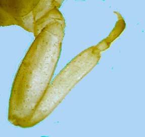 7. Larva, hindleg,