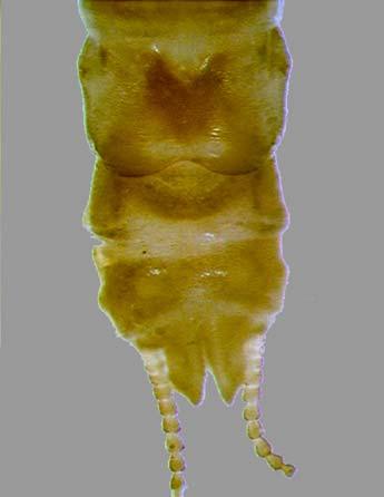 Zelandobius edwardsi sp. n. (Figs. 16-19) Material examined.