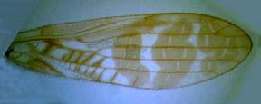 forewing determines the number of distal crossveins.