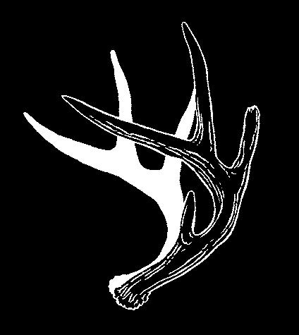Deer hunting in areas With antler Point Restrictions how to count Points A deer must have a minimum of four points on one side to be taken. 1. An antler point, if it is at least 1-inch long 2.