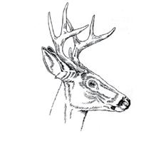 Bring binoculars and take the time to look at the antlers and count the points before you take a shot. Wait for the deer to turn broadside, it will make it easier to count points.