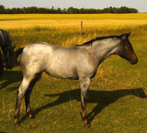 Almost CuWer Leos Golden Josie Lot # 2 Blue Roan Mare 05-May-17 Sire: Reynolds Salty Dam: Twoeyed Ruby Two (pedigree below) Cue Bar Peppy Cat