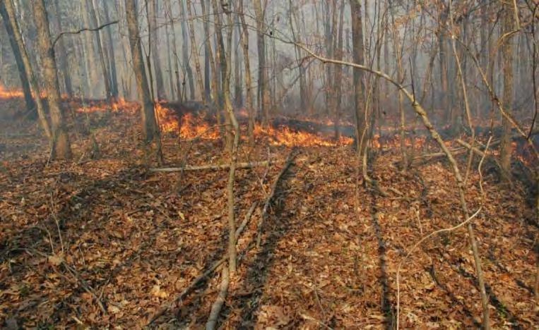 sites - every 3 5 years Sept 24 Dormant-season fire - reduces litter -