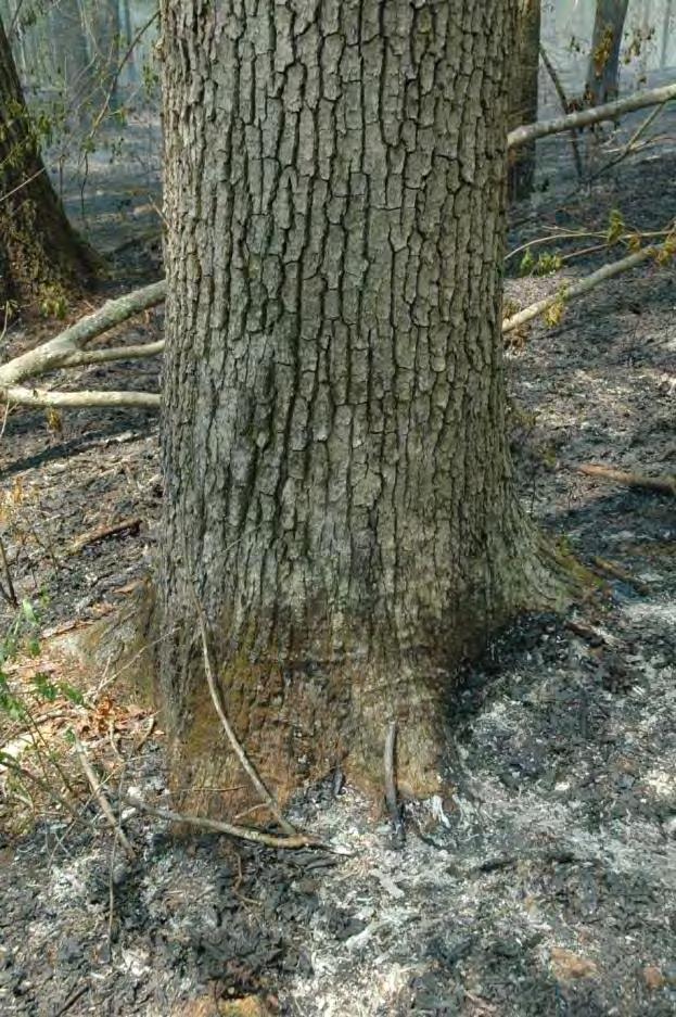 Won t fire kill my trees?