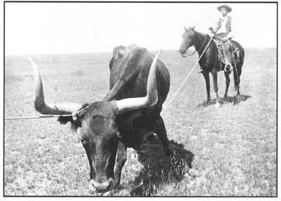 Cattle could now be hearded miles/loaded on trains for shipment Longhorns that were worth $3 were going for $40 Long Drives - herding of