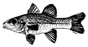 Apogon abrogramma Fraser and Lachner, 1985 English Name: Faintstripe cardinalfish Family: APOGONIDAE Local Name: Ehrongu boadhi Order: Perciformes Size: Common to 7cm; max.