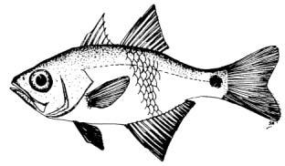 Archamiafucata (Cantor, 1850) English Name: Redharred cardinalfish Family: APOGONIDAE Local Name: Lah fathaa Order: Perciformes Size: Max.