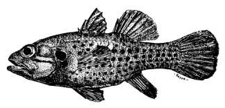 Fowleria punctulata (Ruppell, 1836) English Name: Peppered cardinalfish Family: APOGONIDAE LocalName: Thikijehi boadhi Order: Perciformes Size: Max.