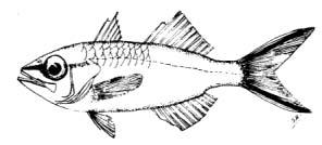 Rhabdamia cypselura Weber, 1913 English Name: Headstripe cardinalfish Family: APOGONIDAE Local Name: Hima boadhi Order: Perciformes Size: Common to 4cm; max.