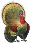 UPCOMING EVENTS November 26 th - Pre-Thanksgiving Dinner Buffet 5:30pm-8pm Freshly Carved Oven Roasted Turkeys Cranberry Sauce and Traditional Gravy Seared