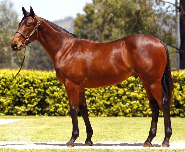 This filly was reared at Yarraman Park whose reputation for rearing tough horses with good bone and a strong constitution has soared in recent years.