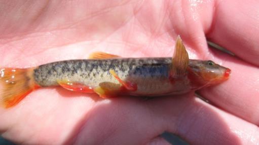 Habitat Associations of Endangered Loach Minnow in Upper and its Tributaries,