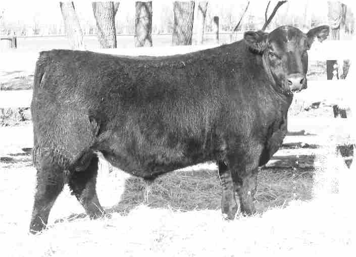 REFERENCE SIRE S A V FINAL ANSWER 0035 IMP 035K FEBRUARY 22 2000 #1061938 AMF CAF NHF BW: 69LBS. ADJ 205 DAY WT: 843LBS. ADJ 365 DAY WT: LBS.