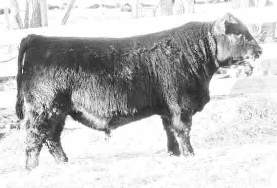 He weaned with a 121 index ranking 5 out of 69 bulls. His grand dam, 31N is an Elite cow and 75W may be on her way to achieving the same status. Excellent marbling! 11 BW 84 +2.