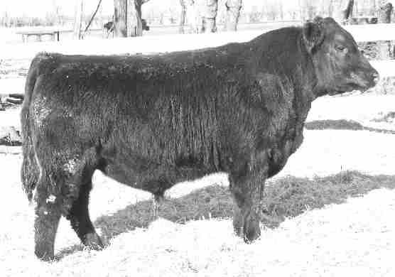 53 - ELITE 14 Here is another really good Final Answer that would be a great choice for heifers. His dam is a deep bodied, good looking young cow.