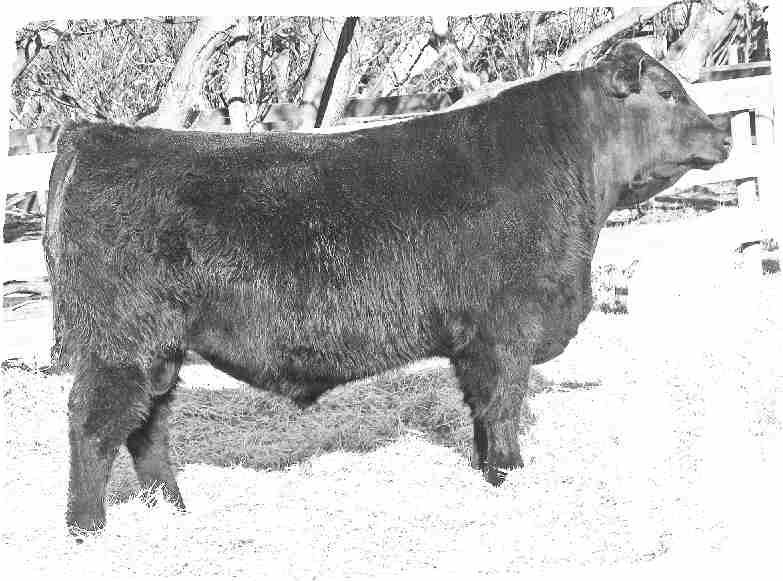 86 - FEATURE: Upper Cut has been a standout from the time he was a young calf. This is particularly remarkable since he lost his mother when he was 6 weeks old!