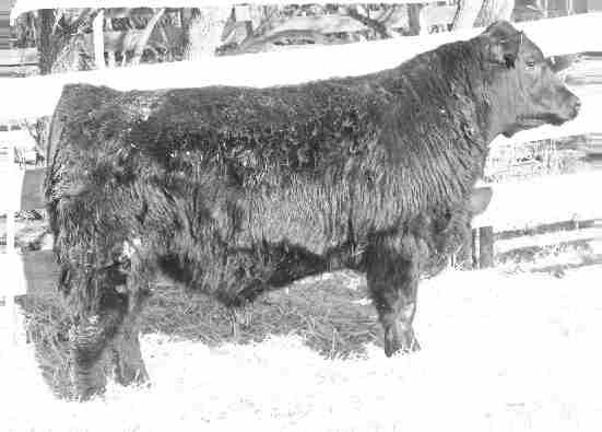 11 adj REA, third highest in the sale, a 109 ratio for %IMF and the highest Lean Meat Yield (LMY) in the sale. His dam, Barbara 152N produced the high selling bull in the 2005 WWF Bull Sale.