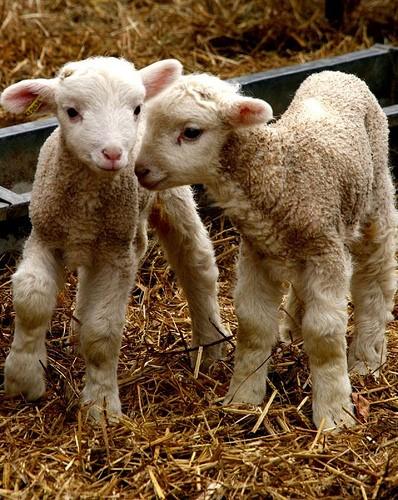 2018 LAMB LOTTERY Have you ever wanted to show livestock at the Harlan County Fair?