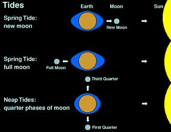 TIDES Three principal forces are involved in the production of tides: (1) gravitational attraction between the moon and the earth; (2) gravitational attraction between the sun and the earth; and (3)
