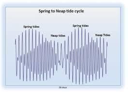 TIDAL CYCLES Tidal currents and wave-driven currents interact to produce resulting nearshore current flows In aggressive wave
