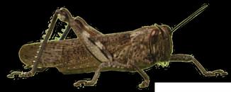 Bugs, Bugs and More Bugs All About Grasshoppers (Reading) Grasshoppers are usually found in grassy areas. They are able to jump long distances.