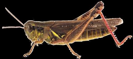 It usually has two pairs of wings and six legs. Some grasshoppers have no wings at all. All of its legs are used for walking.